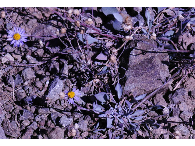 Erigeron asperugineus (Idaho fleabane) #62079