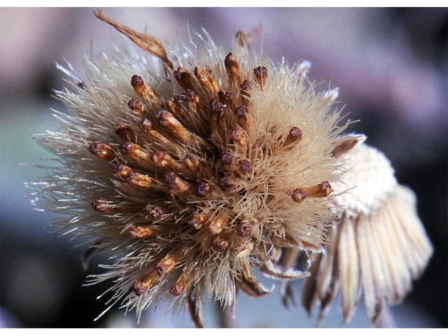 Erigeron asperugineus (Idaho fleabane) #62084