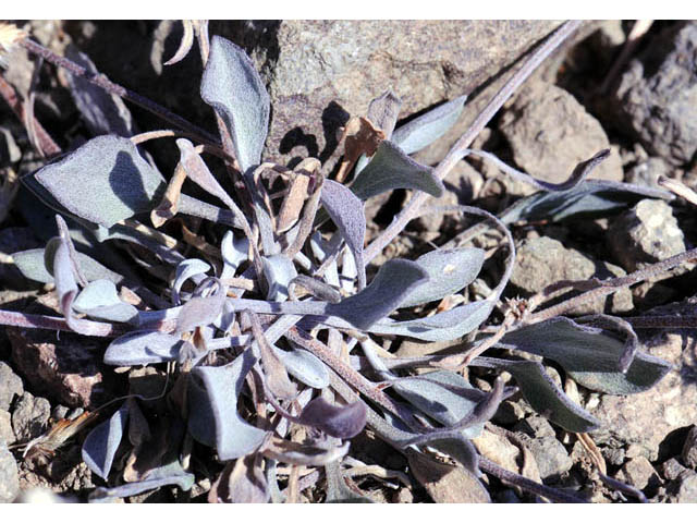 Erigeron asperugineus (Idaho fleabane) #62085