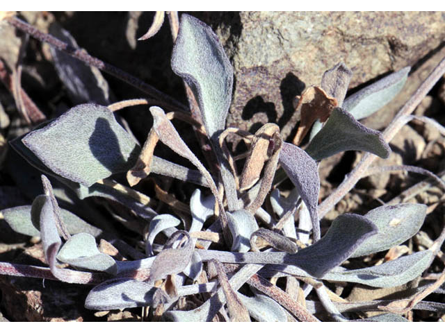 Erigeron asperugineus (Idaho fleabane) #62086