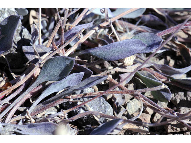 Erigeron asperugineus (Idaho fleabane) #62087