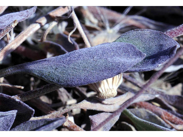 Erigeron asperugineus (Idaho fleabane) #62088
