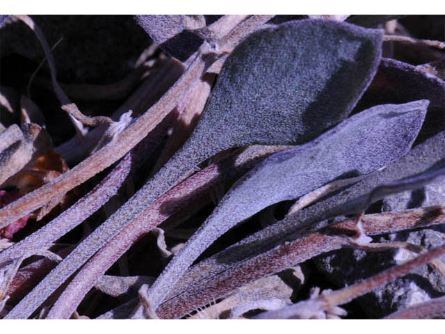 Erigeron asperugineus (Idaho fleabane) #62089