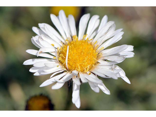 Erigeron compositus (Cutleaf daisy) #62093