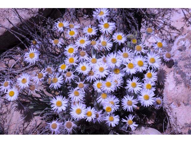 Erigeron concinnus var. concinnus (Navajo fleabane) #62104