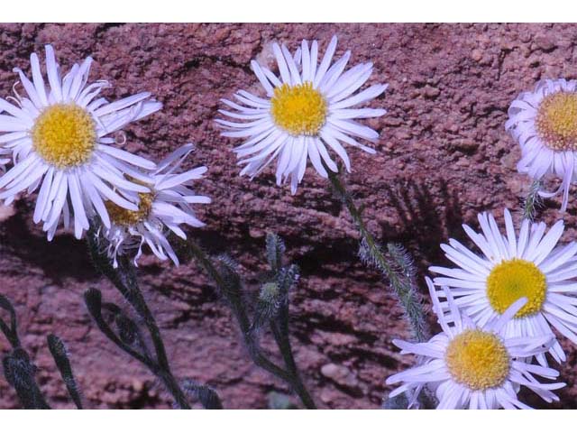Erigeron concinnus var. concinnus (Navajo fleabane) #62106
