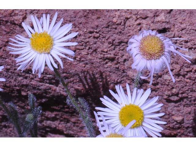 Erigeron concinnus var. concinnus (Navajo fleabane) #62107