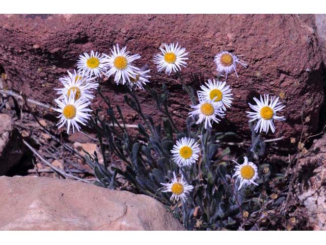 Erigeron concinnus var. concinnus (Navajo fleabane) #62108