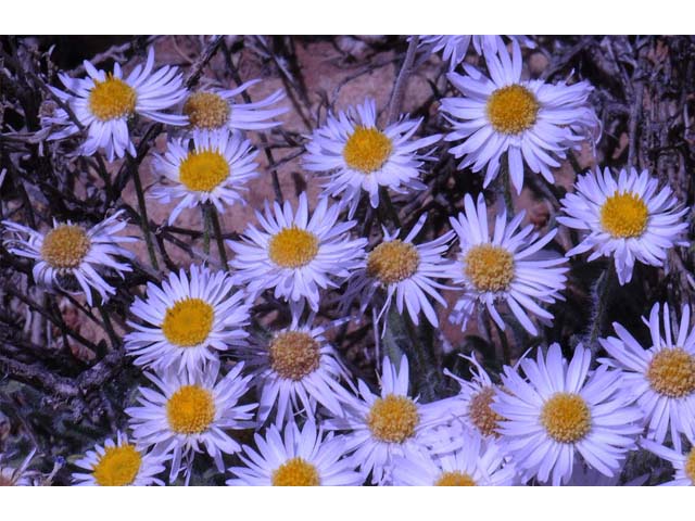 Erigeron concinnus (Navajo fleabane) #62112