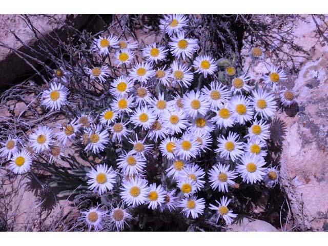 Erigeron concinnus (Navajo fleabane) #62114