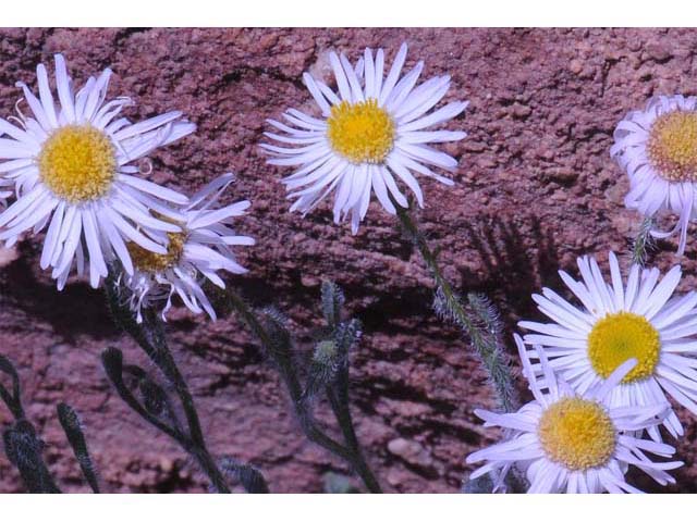 Erigeron concinnus (Navajo fleabane) #62116