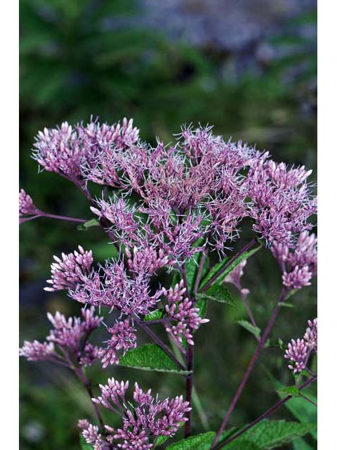 Eutrochium purpureum (Purple joepyeweed) #62160