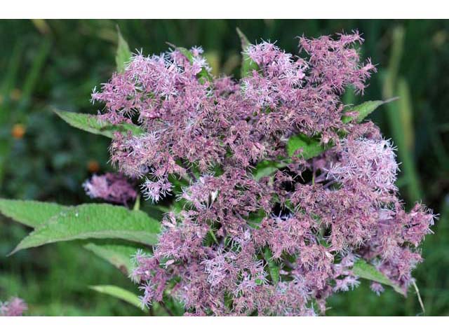 Eutrochium purpureum (Purple joepyeweed) #62161
