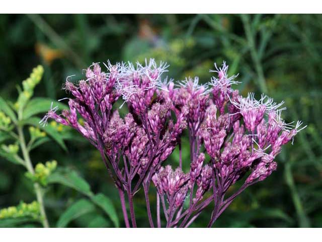 Eutrochium purpureum (Purple joepyeweed) #62162