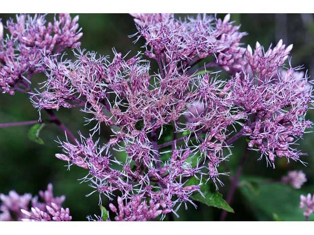 Eutrochium purpureum (Purple joepyeweed) #62164