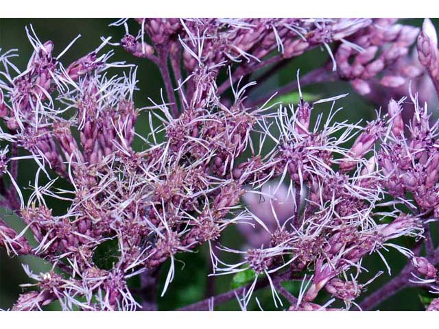 Eutrochium purpureum (Purple joepyeweed) #62165