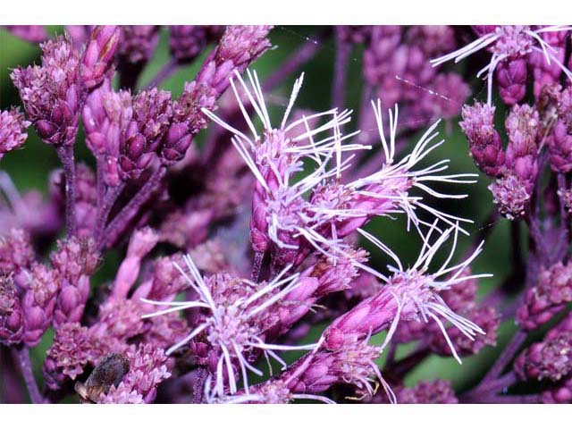 Eutrochium purpureum (Purple joepyeweed) #62167