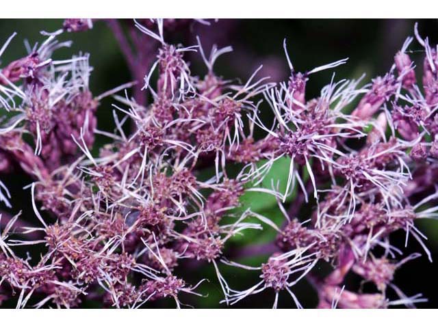 Eutrochium purpureum (Purple joepyeweed) #62168