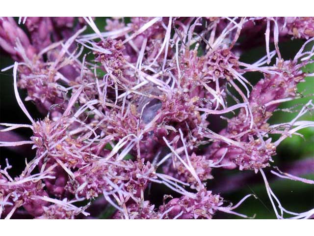 Eutrochium purpureum (Purple joepyeweed) #62170