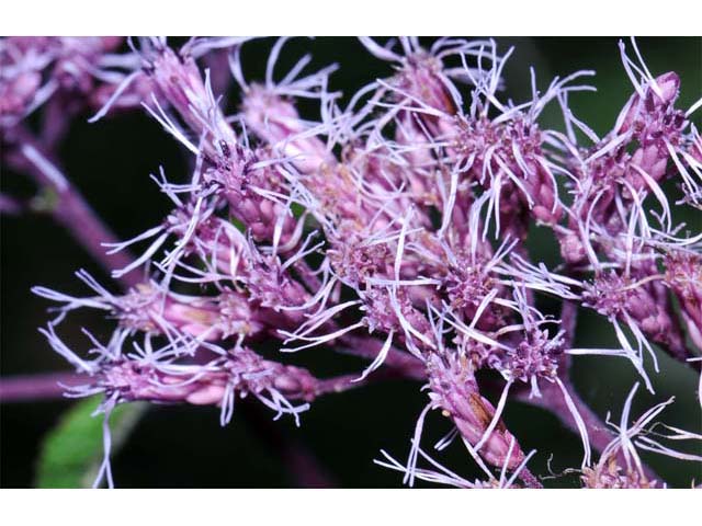 Eutrochium purpureum (Purple joepyeweed) #62171