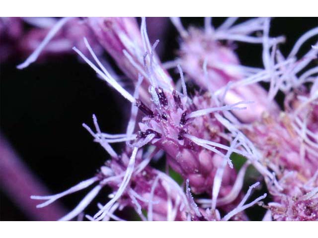 Eutrochium purpureum (Purple joepyeweed) #62172