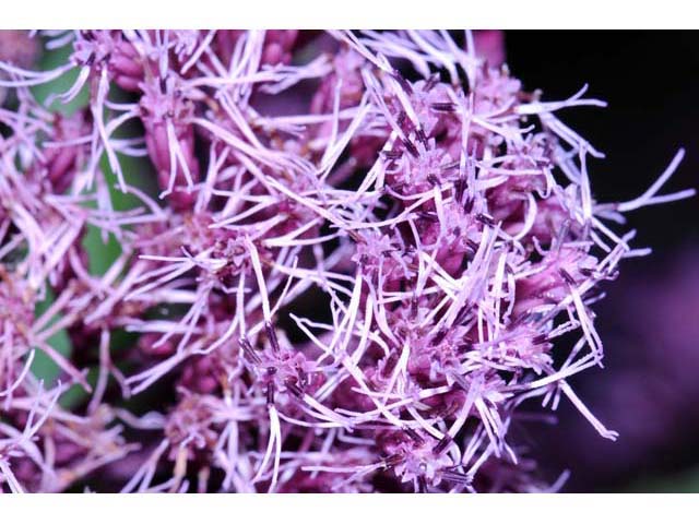 Eutrochium purpureum (Purple joepyeweed) #62173