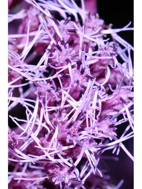 Eutrochium purpureum (Purple joepyeweed) #62174