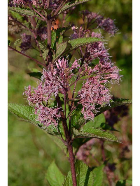 Eutrochium purpureum (Purple joepyeweed) #62183