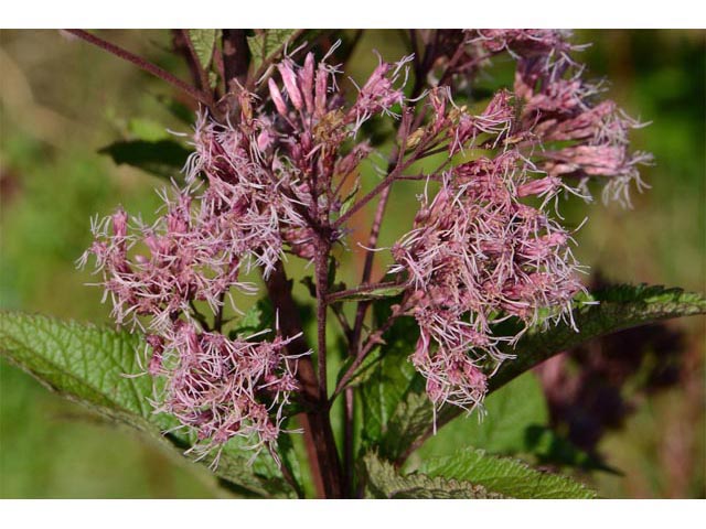 Eutrochium purpureum (Purple joepyeweed) #62184