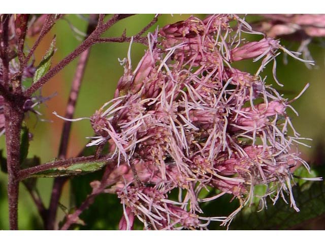 Eutrochium purpureum (Purple joepyeweed) #62185