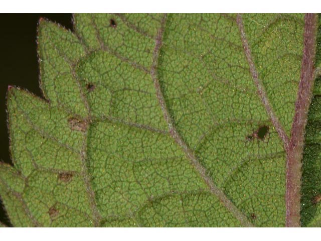 Eutrochium purpureum (Purple joepyeweed) #62189