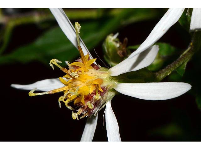 Eurybia divaricata (White wood aster) #62194