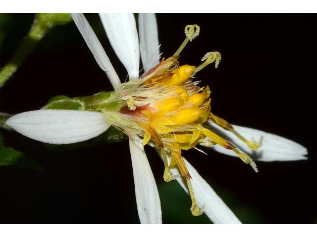Eurybia divaricata (White wood aster) #62195