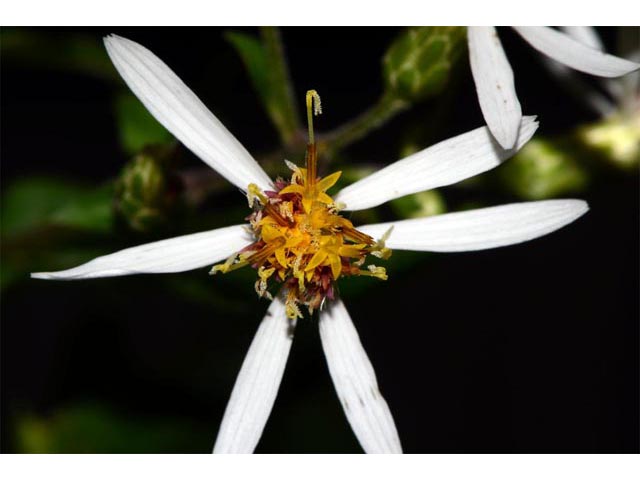Eurybia divaricata (White wood aster) #62196