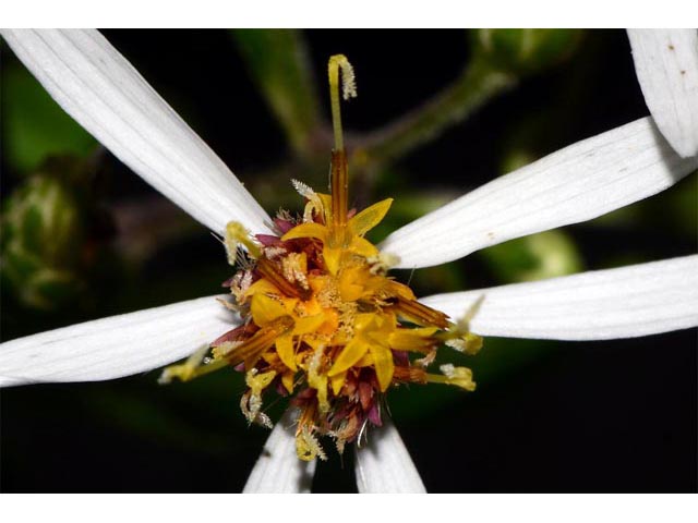 Eurybia divaricata (White wood aster) #62197