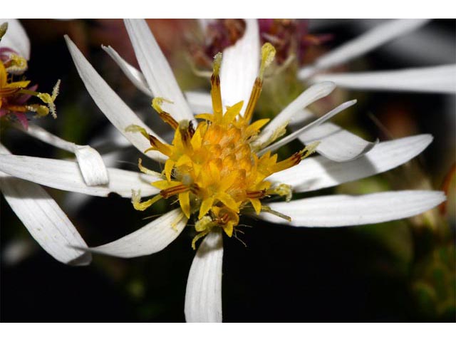 Eurybia divaricata (White wood aster) #62198
