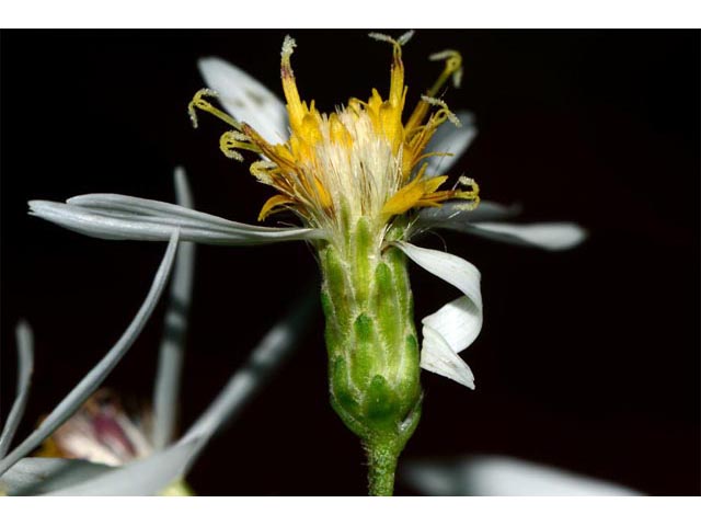 Eurybia divaricata (White wood aster) #62203