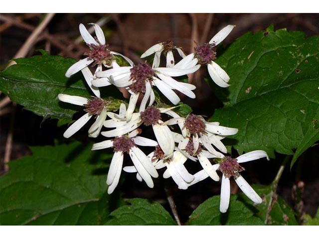Eurybia divaricata (White wood aster) #62213
