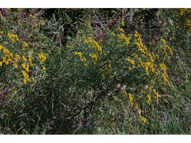 Euthamia graminifolia (Flat-top goldentop) #62222