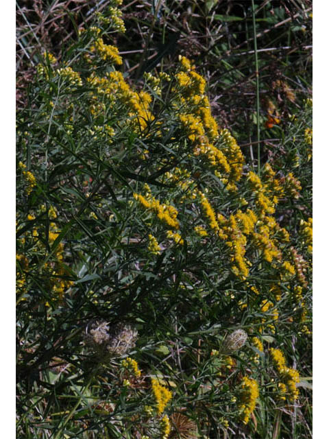 Euthamia graminifolia (Flat-top goldentop) #62224