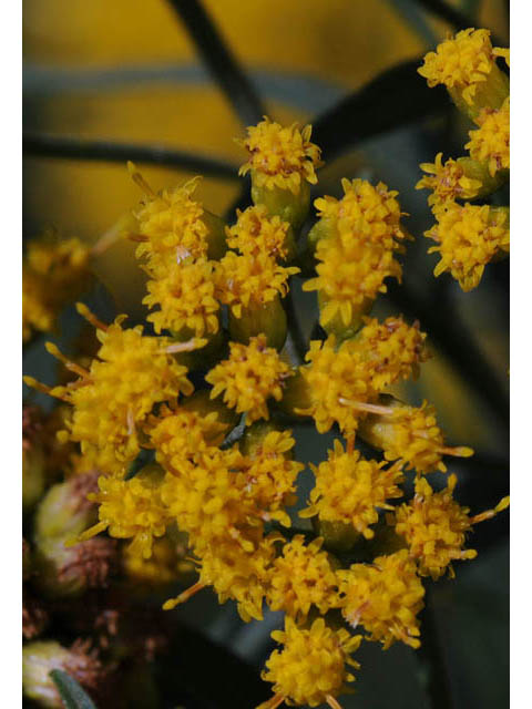 Euthamia graminifolia (Flat-top goldentop) #62231