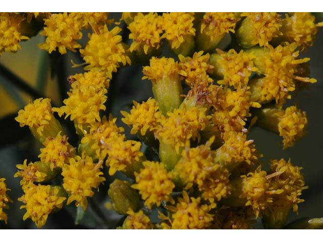 Euthamia graminifolia (Flat-top goldentop) #62232