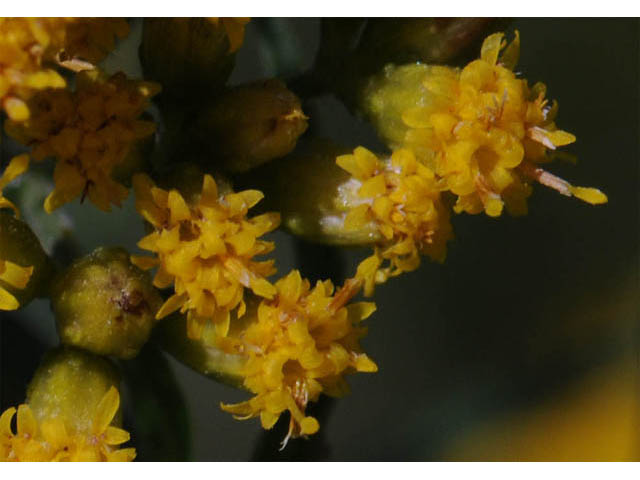 Euthamia graminifolia (Flat-top goldentop) #62233