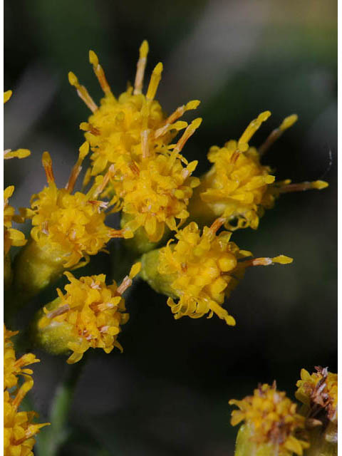 Euthamia graminifolia (Flat-top goldentop) #62235
