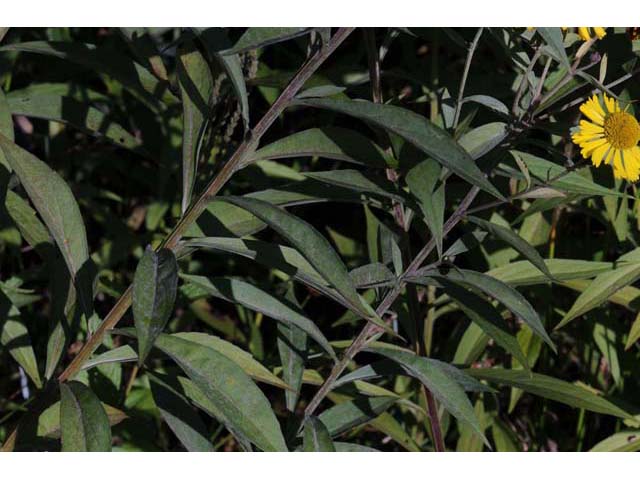 Helenium autumnale var. autumnale (Common sneezeweed) #62293