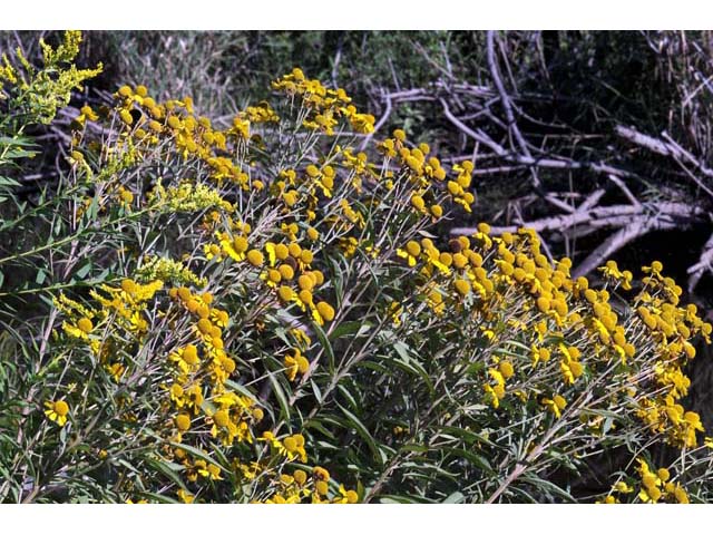 Helenium autumnale (Common sneezeweed) #62296