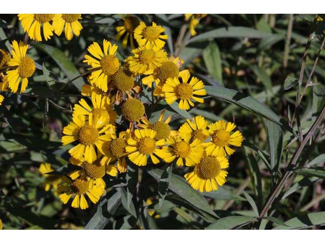 Helenium autumnale (Common sneezeweed) #62299