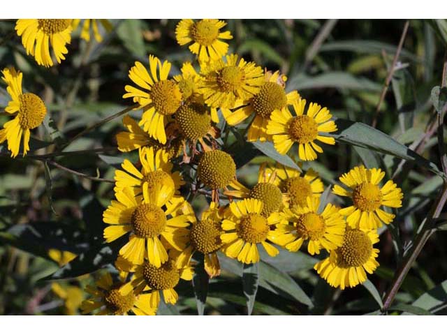 Helenium autumnale (Common sneezeweed) #62300