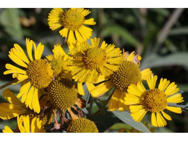 Helenium autumnale (Common sneezeweed) #62301