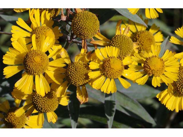 Helenium autumnale (Common sneezeweed) #62302